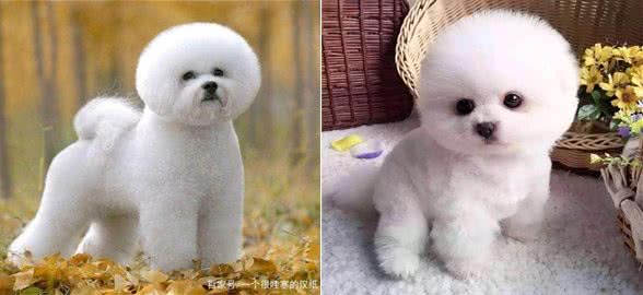 要想养好比熊犬，这4点一定要多注意，陪玩儿是关键