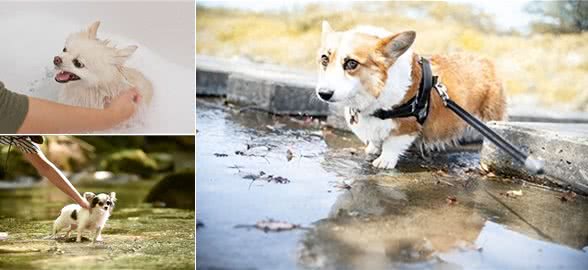狗狗不喜欢水和热水的4大原因，竟然还有解决方法!