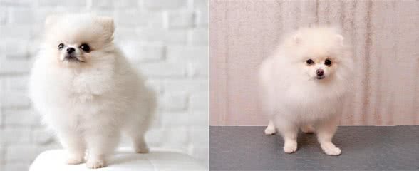 新手养比熊犬的必备攻略!新手养比熊犬注意事项有哪些?