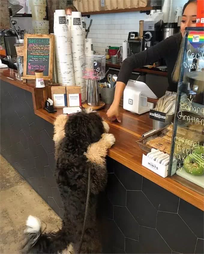 宠物能喝咖啡吗?不小心喝了怎么办?