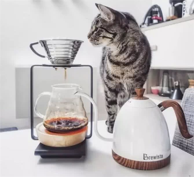 宠物能喝咖啡吗?不小心喝了怎么办?