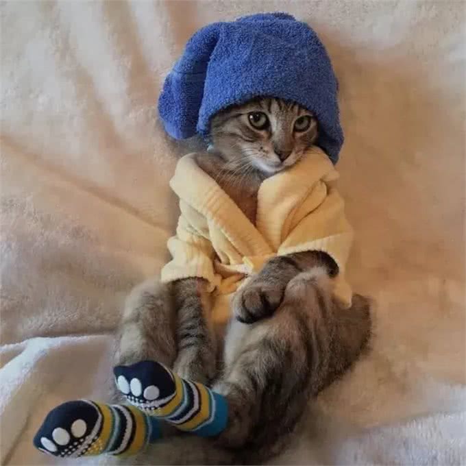 宠物能喝咖啡吗?不小心喝了怎么办?