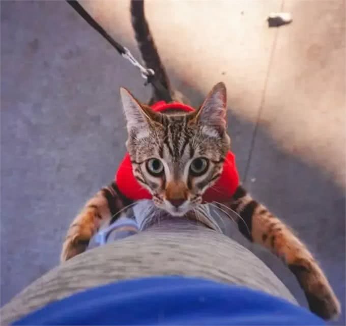 宠物能喝咖啡吗?不小心喝了怎么办?