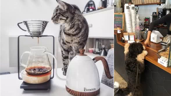 宠物能喝咖啡吗?不小心喝了怎么办?