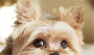 狗狗驱虫很重要，是否驱虫成功更加重要