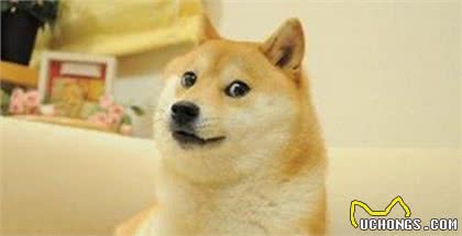 狗狗驱虫很重要，是否驱虫成功更加重要