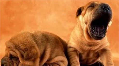 狗狗驱虫很重要，是否驱虫成功更加重要