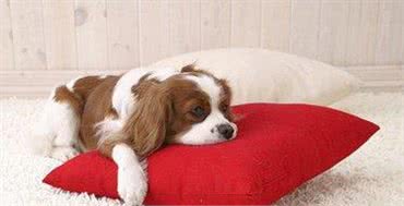 狗狗驱虫很重要，是否驱虫成功更加重要