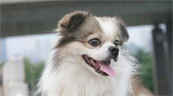 狗狗驱虫很重要，是否驱虫成功更加重要