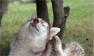 狗狗驱虫很重要，是否驱虫成功更加重要