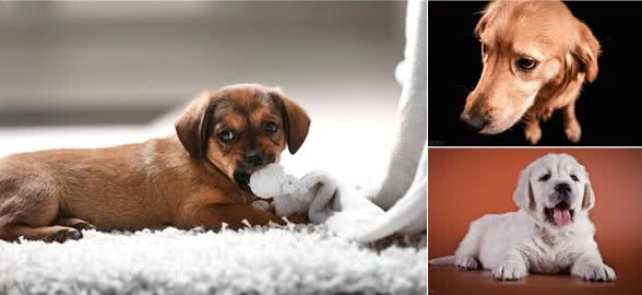 主人睡觉了时候，狗子都在干嘛?想什么?