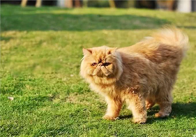 波斯猫若出现这些举动，说明生活很滋润