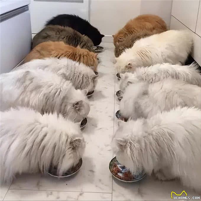 波斯猫若出现这些举动，说明生活很滋润