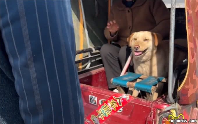 河南:大叔刚离开,狗狗便被拎着扔进笼,发现赚到,狗贩笑开了花