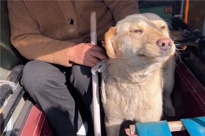 河南:大叔刚离开,狗狗便被拎着扔进笼,发现赚到,狗贩笑开了花