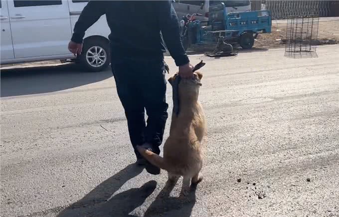 河南:大叔刚离开,狗狗便被拎着扔进笼,发现赚到,狗贩笑开了花