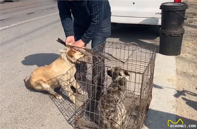 河南:大叔刚离开,狗狗便被拎着扔进笼,发现赚到,狗贩笑开了花