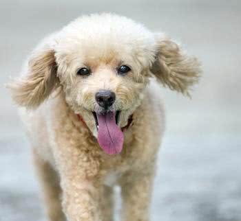 这15个品种的狗狗最适合做伴侣，有没有你家的呢?