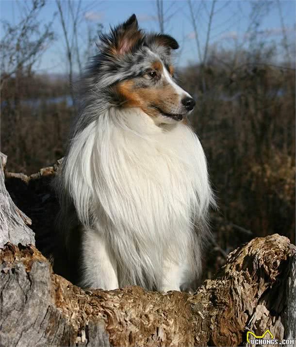 这15个品种的狗狗最适合做伴侣，有没有你家的呢?