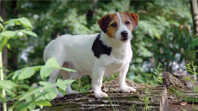 这15个品种的狗狗最适合做伴侣，有没有你家的呢?