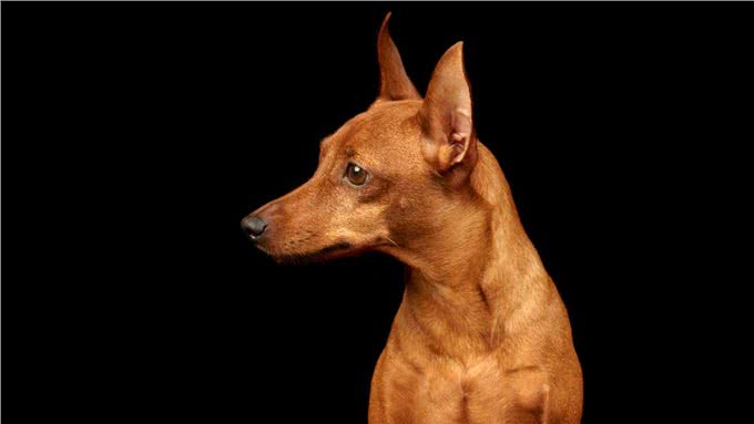 这15个品种的狗狗最适合做伴侣，有没有你家的呢?