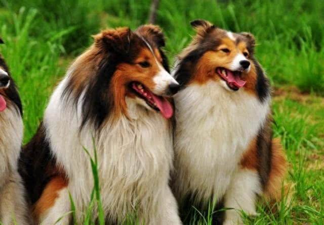 狗的智商有高低之分吗?