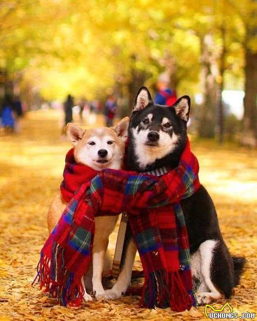 狗的智商有高低之分吗?