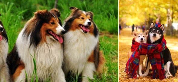 狗的智商有高低之分吗?