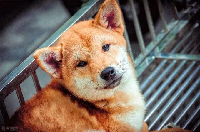 养宠经验分享:狗狗吃钙片的最佳时间