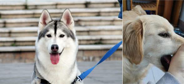 养狗久了才明白，它假咬你，不是在跟你玩