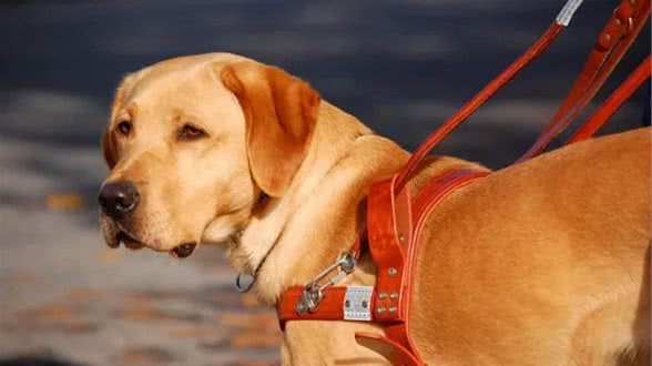 带狗狗出门运动，主人必须要注意这些事