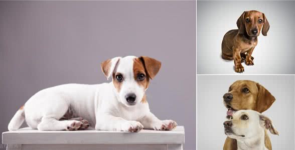 关于狗狗的冷知识，惊掉下巴!