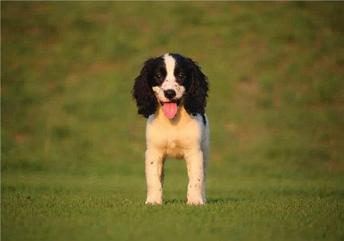 补钙方法:狗狗钙片哪个牌子好?应该看牌子还是看成分呢?