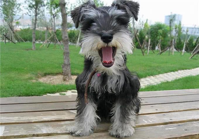 补钙方法:狗狗钙片哪个牌子好?应该看牌子还是看成分呢?