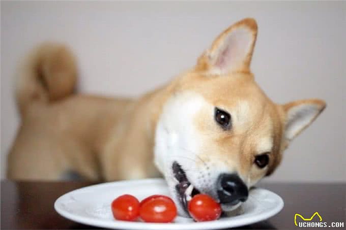 狗狗能吃西红柿吗?营养丰富但要正确喂食，吃错部位会中毒