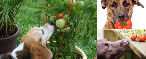 狗狗能吃西红柿吗?营养丰富但要正确喂食，吃错部位会中毒