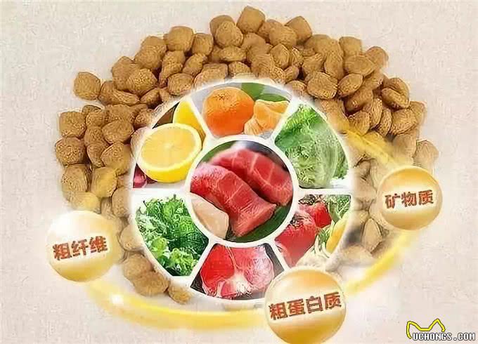 被喂了一天狗粮，却依然对狗粮一无所知?