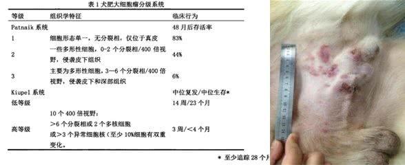 犬猫的肥大细胞瘤!还不了解一下?