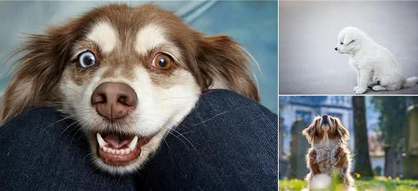 狗狗的防治:探讨常见外部寄生虫和预防方法