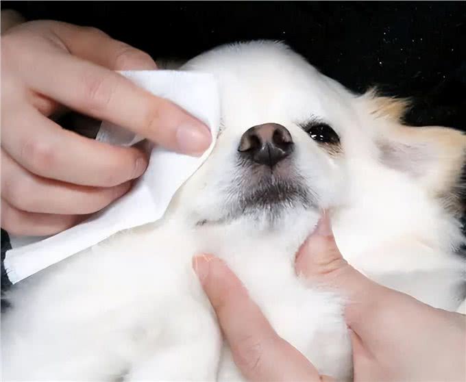 狗狗眼屎特别多是什么原因?主人应该怎么处理?