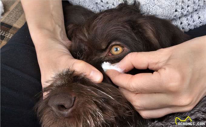 狗狗眼屎特别多是什么原因?主人应该怎么处理?