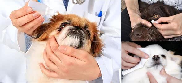 狗狗眼屎特别多是什么原因?主人应该怎么处理?