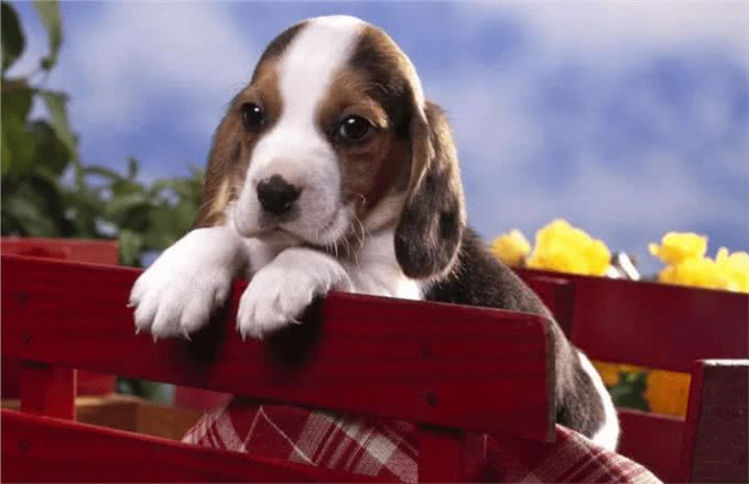 新人养狗的十大注意事项，这些你都知道吗?