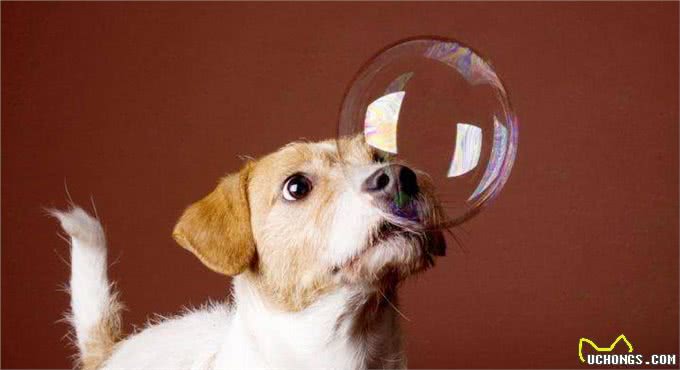 新人养狗的十大注意事项，这些你都知道吗?