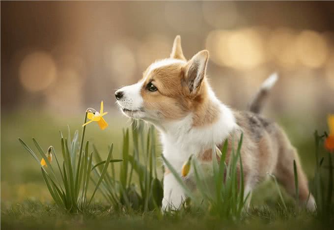 新人养狗的十大注意事项，这些你都知道吗?