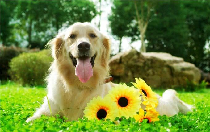 新人养狗的十大注意事项，这些你都知道吗?