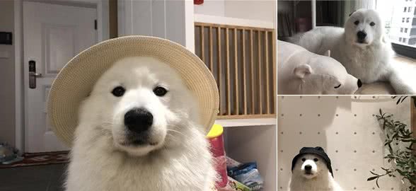 没有养过萨摩耶的人对萨摩耶最深的误解:拆家?傻白甜?都不是