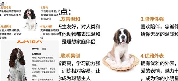 史宾格犬:警犬中的多面手