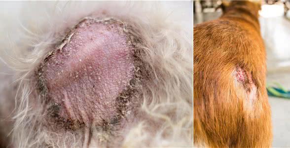 狗狗长了赖皮癣怎么办?一场毛孩子们身体的大战