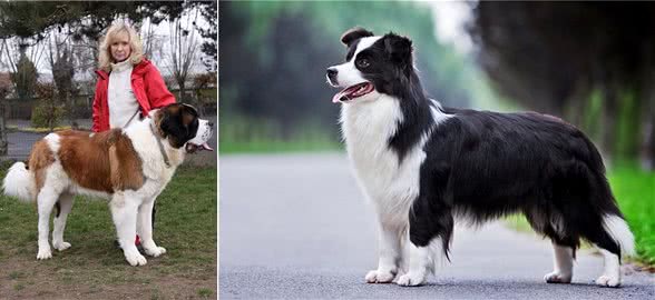 最忠诚的狗前8名，金毛上榜，第一原产于中国